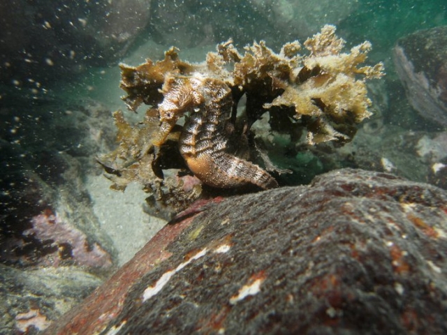 Caballitos de mar